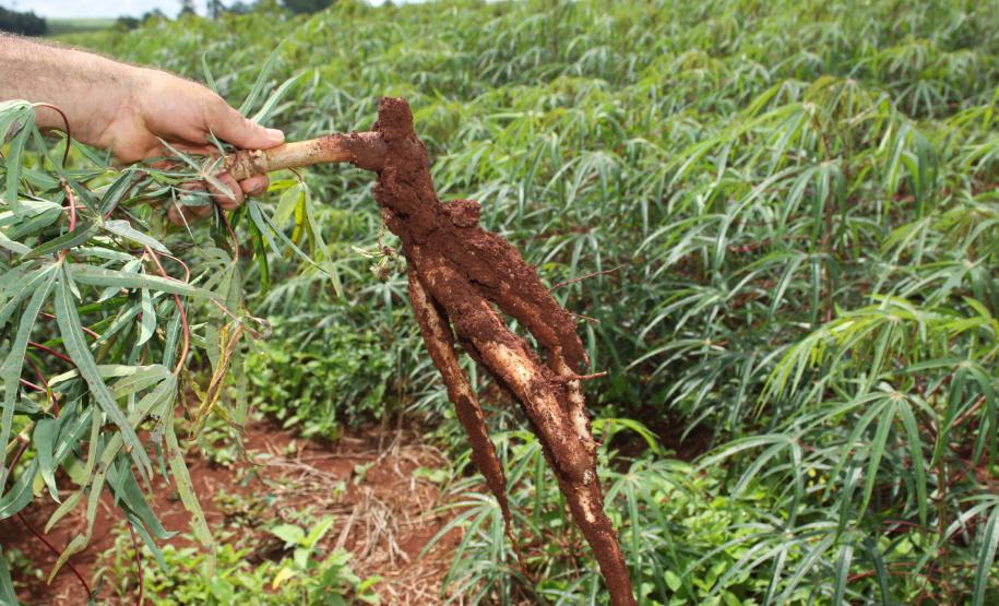IAPAR realiza Manhã de Campo da Mandioca . Foto: Jonas Oliveira/Arquivo ANPr