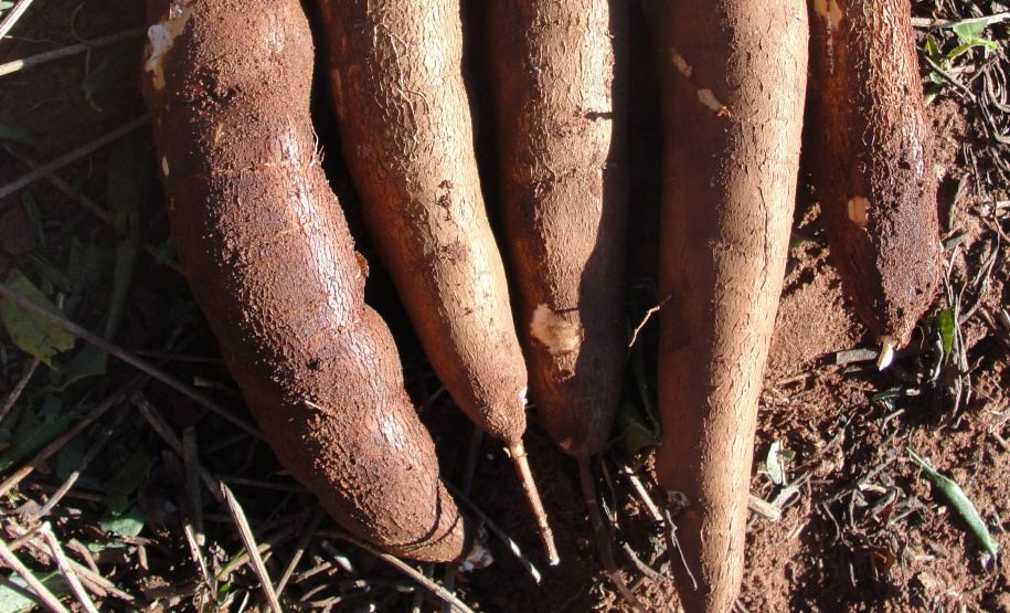 Iapar lança cultivar de mandioca para farinha e fécula. Foto: Iapar