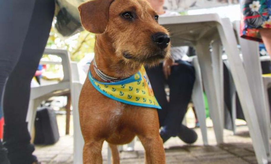 A Secretaria de Estado do Desenvolvimento Sustentável e do Turismo, em parceria com a Prefeitura de Pontal do Paraná, promove uma ação para castração gratuita de cães e gatos do município, incluindo a Ilha do Mel. Foto: Denis Ferreira Netto/SEDEST