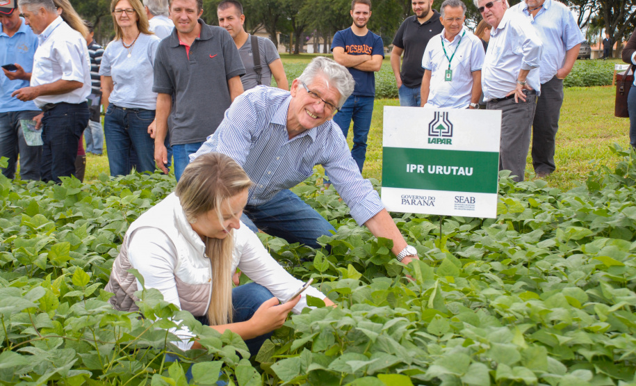 O Paraná é o maior produtor nacional de feijão-preto e um dos principais no cultivo de outras variedades do grão, que tem presença obrigatória no prato dos brasileiros