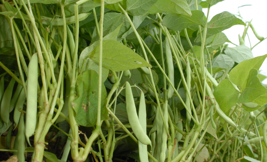 O Paraná é o maior produtor nacional de feijão-preto e um dos principais no cultivo de outras variedades do grão, que tem presença obrigatória no prato dos brasileiros