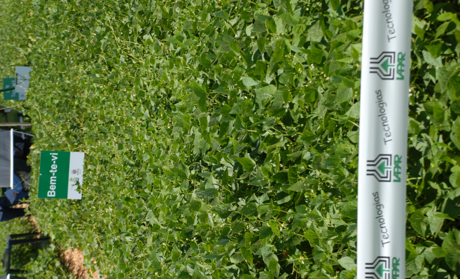 O Paraná é o maior produtor nacional de feijão-preto e um dos principais no cultivo de outras variedades do grão, que tem presença obrigatória no prato dos brasileiros