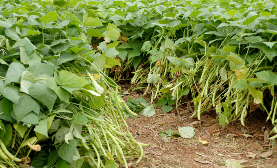 O Paraná é o maior produtor nacional de feijão-preto e um dos principais no cultivo de outras variedades do grão, que tem presença obrigatória no prato dos brasileiros