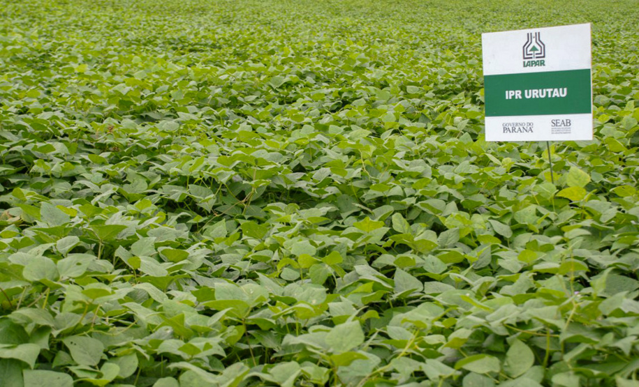 O Paraná é o maior produtor nacional de feijão-preto e um dos principais no cultivo de outras variedades do grão, que tem presença obrigatória no prato dos brasileiros
