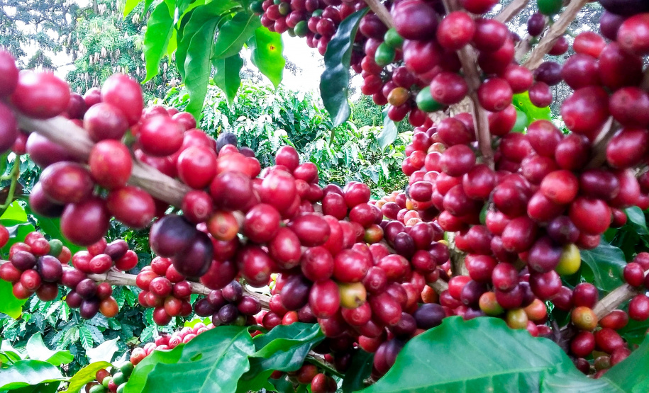 O Instituto Agronômico do Paraná (Iapar) e o Sistema Meteorológico do Paraná (Simepar) alertam que há previsão de geadas na madrugada deste sábado (6) e domingo (7) para toda a região cafeeira paranaense. - Curitiba, 04/07/2019 - Emater de Carlópolis