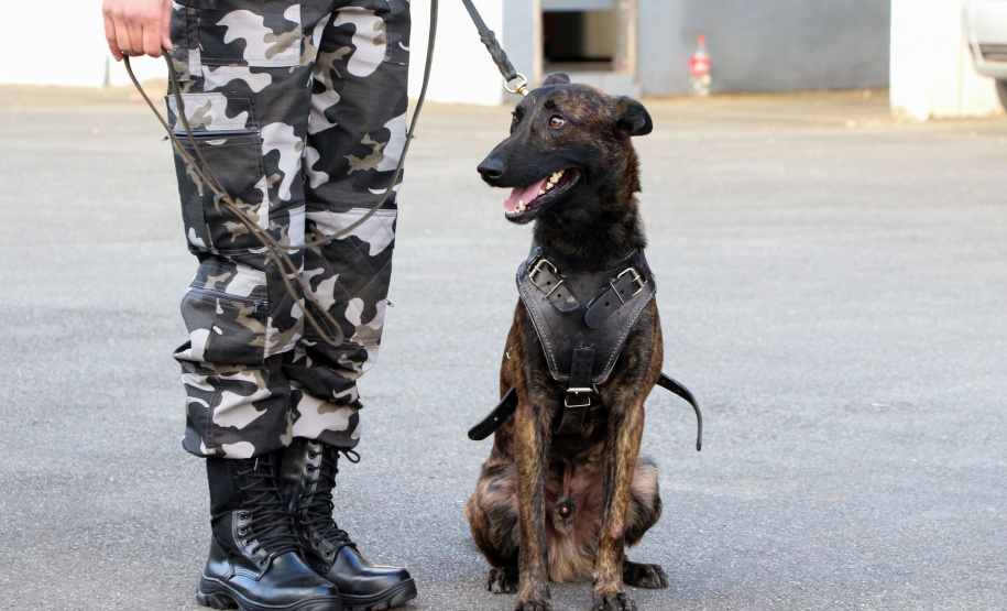 04-07-2019 RIC Grava no Canil A soldado Angélica Aparecida Chuede é a primeira mulher a fazer parte da Companhia de Operações com Cães (COC) do Batalhão de Operações Especiais (BOPE), em 47 anos de criação da subunidade. A inclusão da militar estadual aconteceu com a formatura dela no Curso de Cinotecnia na última semana, que fez todas as etapas com seu cão Hunter.  -  Curitiba, 04/07/2019  =-  Foto: Soldado Amanda Morais