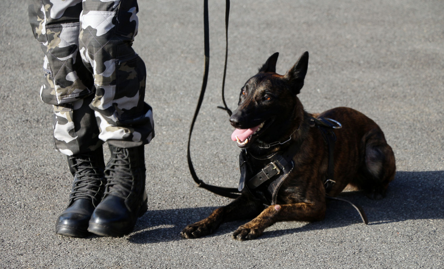 04-07-2019 RIC Grava no Canil A soldado Angélica Aparecida Chuede é a primeira mulher a fazer parte da Companhia de Operações com Cães (COC) do Batalhão de Operações Especiais (BOPE), em 47 anos de criação da subunidade. A inclusão da militar estadual aconteceu com a formatura dela no Curso de Cinotecnia na última semana, que fez todas as etapas com seu cão Hunter.  -  Curitiba, 04/07/2019  =-  Foto: Soldado Amanda Morais