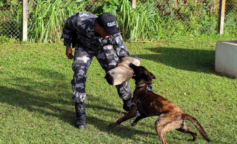 04-07-2019 RIC Grava no Canil A soldado Angélica Aparecida Chuede é a primeira mulher a fazer parte da Companhia de Operações com Cães (COC) do Batalhão de Operações Especiais (BOPE), em 47 anos de criação da subunidade. A inclusão da militar estadual aconteceu com a formatura dela no Curso de Cinotecnia na última semana, que fez todas as etapas com seu cão Hunter.  -  Curitiba, 04/07/2019  =-  Foto: Soldado Amanda Morais