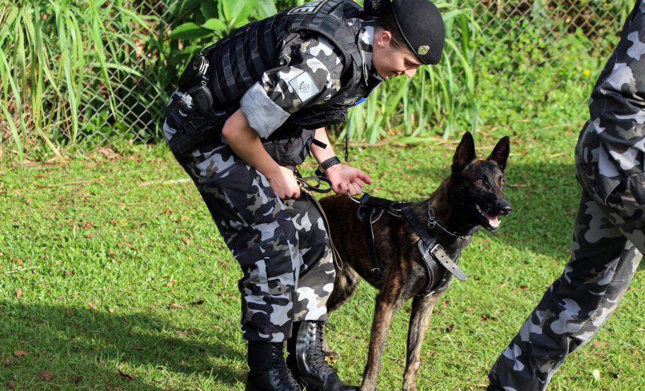 04-07-2019 RIC Grava no Canil A soldado Angélica Aparecida Chuede é a primeira mulher a fazer parte da Companhia de Operações com Cães (COC) do Batalhão de Operações Especiais (BOPE), em 47 anos de criação da subunidade. A inclusão da militar estadual aconteceu com a formatura dela no Curso de Cinotecnia na última semana, que fez todas as etapas com seu cão Hunter.  -  Curitiba, 04/07/2019  =-  Foto: Soldado Amanda Morais