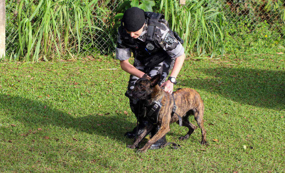 04-07-2019 RIC Grava no Canil A soldado Angélica Aparecida Chuede é a primeira mulher a fazer parte da Companhia de Operações com Cães (COC) do Batalhão de Operações Especiais (BOPE), em 47 anos de criação da subunidade. A inclusão da militar estadual aconteceu com a formatura dela no Curso de Cinotecnia na última semana, que fez todas as etapas com seu cão Hunter.  -  Curitiba, 04/07/2019  =-  Foto: Soldado Amanda Morais