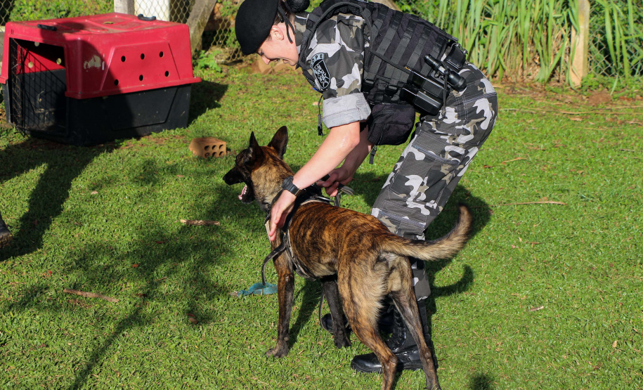 04-07-2019 RIC Grava no Canil A soldado Angélica Aparecida Chuede é a primeira mulher a fazer parte da Companhia de Operações com Cães (COC) do Batalhão de Operações Especiais (BOPE), em 47 anos de criação da subunidade. A inclusão da militar estadual aconteceu com a formatura dela no Curso de Cinotecnia na última semana, que fez todas as etapas com seu cão Hunter.  -  Curitiba, 04/07/2019  =-  Foto: Soldado Amanda Morais