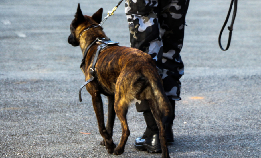 04-07-2019 RIC Grava no Canil A soldado Angélica Aparecida Chuede é a primeira mulher a fazer parte da Companhia de Operações com Cães (COC) do Batalhão de Operações Especiais (BOPE), em 47 anos de criação da subunidade. A inclusão da militar estadual aconteceu com a formatura dela no Curso de Cinotecnia na última semana, que fez todas as etapas com seu cão Hunter.  -  Curitiba, 04/07/2019  =-  Foto: Soldado Amanda Morais