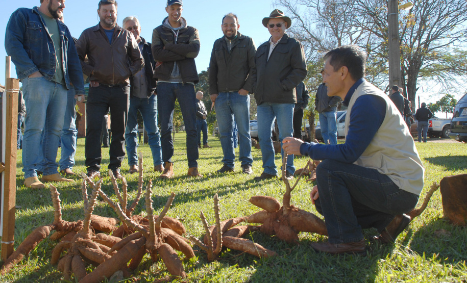 Dezenas de produtores rurais, empresários e lideranças políticas e empresariais do Noroeste do Paraná e até do Mato Grosso do Sul compareceram ao Polo Regional de Pesquisa do Instituto Agronômico do Paraná (Iapar) em Paranavaí no sábado (6). Eles foram conhecer a nova variedade de mandioca lançada pelo Instituto, a IPR B36.  Paranavaí,  06/07/2019  -   Foto:  Lucas Vieira Araujo