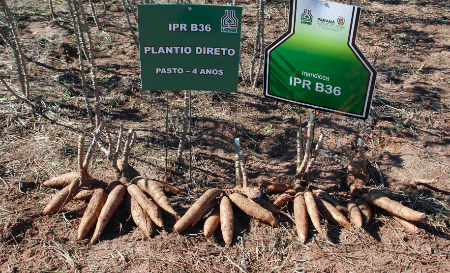 Dezenas de produtores rurais, empresários e lideranças políticas e empresariais do Noroeste do Paraná e até do Mato Grosso do Sul compareceram ao Polo Regional de Pesquisa do Instituto Agronômico do Paraná (Iapar) em Paranavaí no sábado (6). Eles foram conhecer a nova variedade de mandioca lançada pelo Instituto, a IPR B36.  Paranavaí,  06/07/2019  -   Foto:  Lucas Vieira Araujo