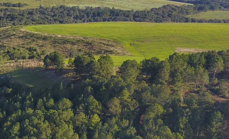 Paraná se destaca no uso de sistema para gestão de florestas.Foto: José Fernando Ogura/ANPr