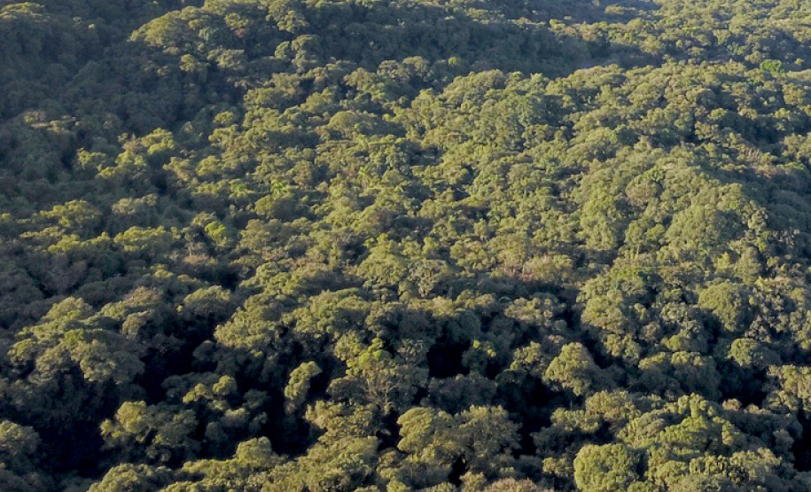 Paraná se destaca no uso de sistema para gestão de florestas.Foto: José Fernando Ogura/ANPr