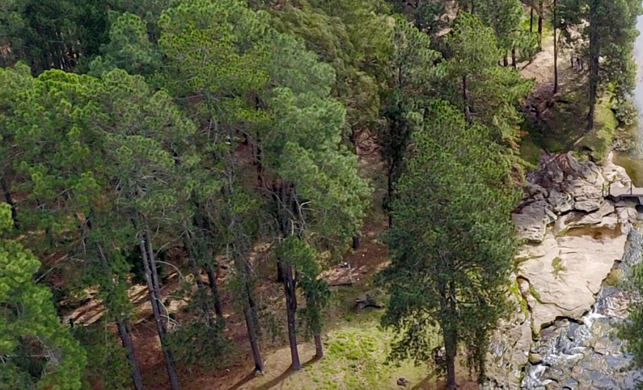 Paraná se destaca no uso de sistema para gestão de florestas.Foto: José Fernando Ogura/ANPr