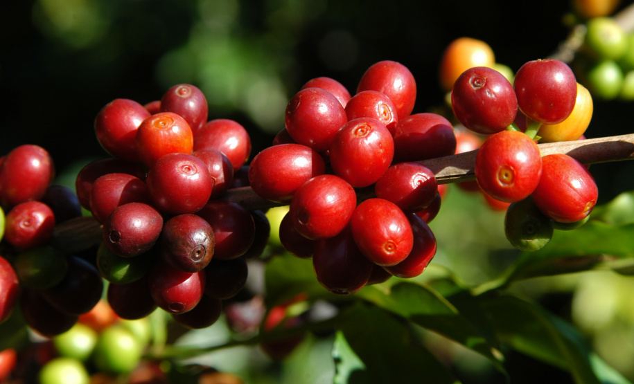 Iapar pesquisa novas cultivares para produção de cafés gourmets. Foto: Iapar