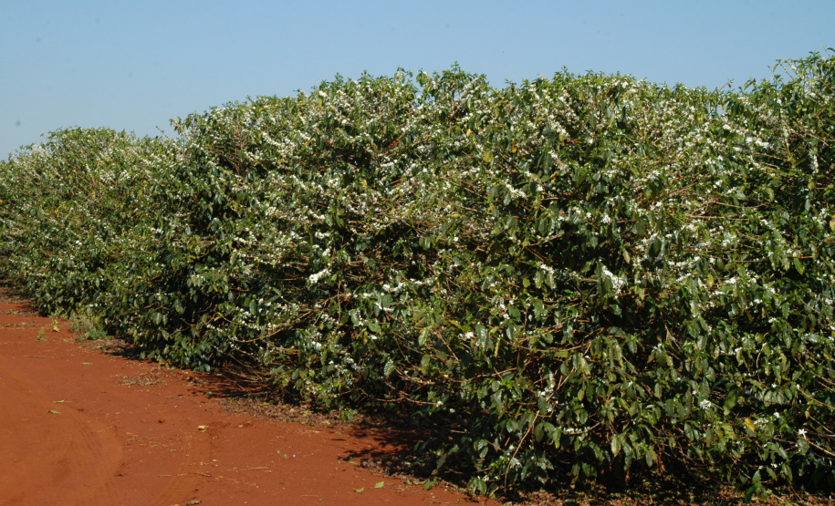 Iapar pesquisa novas cultivares para produção de cafés gourmets. Foto: Iapar