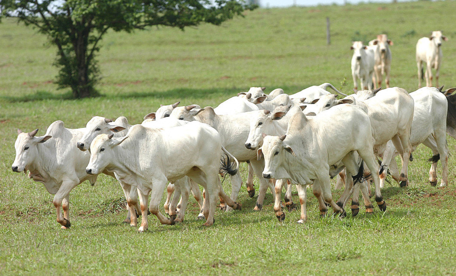 Paraná avança para obter status livre de aftosa sem vacinação. Foto: Arquivo/ANPr
