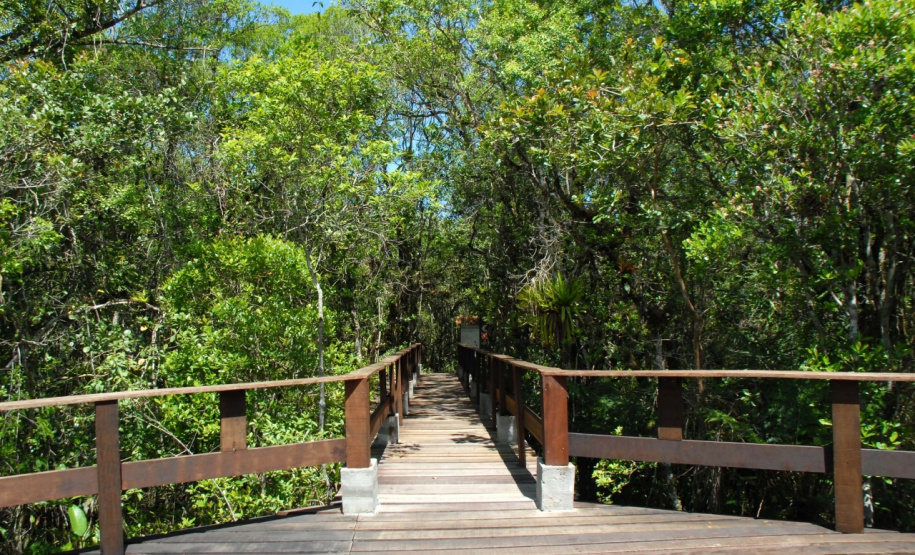 Parque Estadual Rio da Onça. Foto: Arnaldo Alves/ANPr