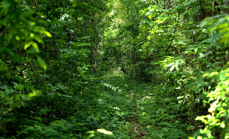 Parque Estadual Mata do Godoy. Foto: Denis Ferreira Netto/ANPr