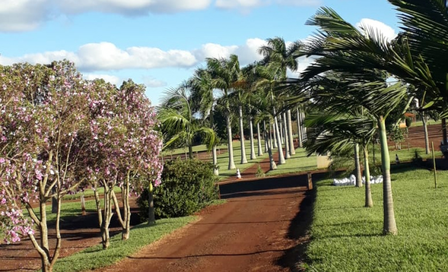 Parque Estadual Mata São Francisco. Foto: Divulgação/IAP