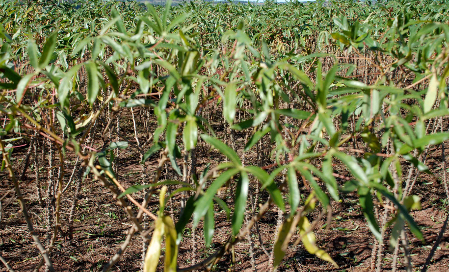 Iapar promove eventos sobre mandioca e maçã no Paraná. Foto: Iapar