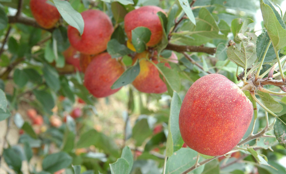 Iapar promove eventos sobre mandioca e maçã no Paraná. Foto: Iapar