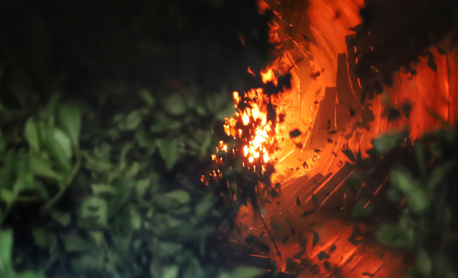 Produção de Erva Mate em São Mateus do Sul. Foto: José Fernando Ogura/ANPr - 01/2019