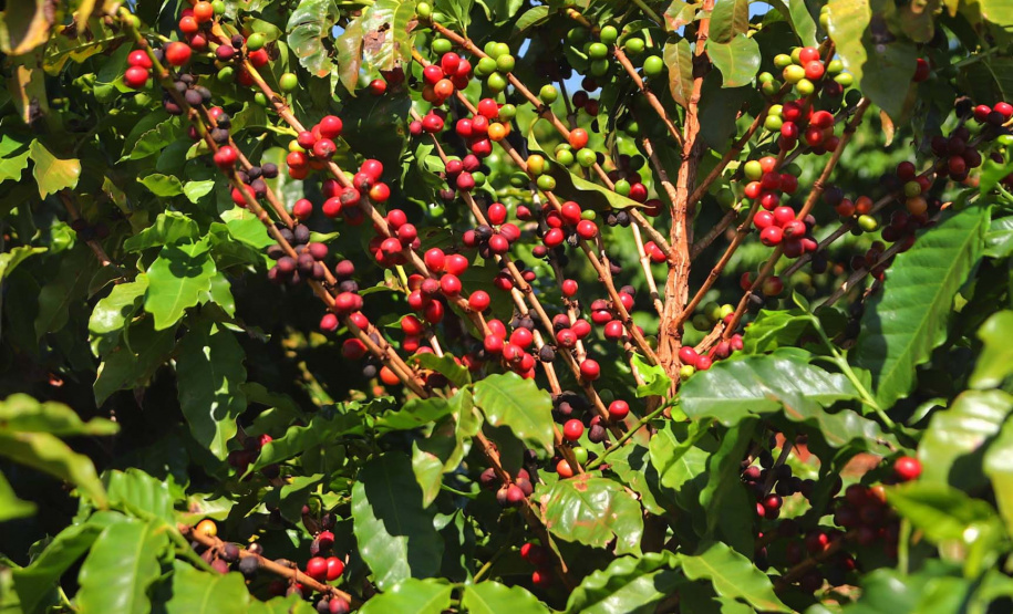 O café do Norte Pioneiro, a erva-mate de São Mateus do Sul, as uvas finas de mesa de Marialva, a goiaba de Carlópolis e o mel de Ortigueira e do Oeste do Paraná terão seus nomes protegidos. Isso significa que mercadorias com esses nomes só poderão ser comercializadas, no Mercosul e na União Europeia se tiverem sido produzidas nessas regiões específicas.Foto: José Fernando Ogura/ANPr