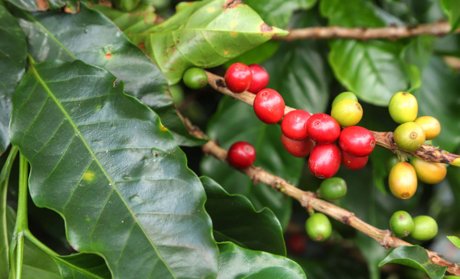 O café do Norte Pioneiro, a erva-mate de São Mateus do Sul, as uvas finas de mesa de Marialva, a goiaba de Carlópolis e o mel de Ortigueira e do Oeste do Paraná terão seus nomes protegidos. Isso significa que mercadorias com esses nomes só poderão ser comercializadas, no Mercosul e na União Europeia se tiverem sido produzidas nessas regiões específicas. Foto: José Fernando Ogura/ANPr