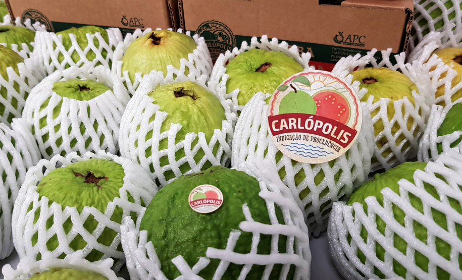 O café do Norte Pioneiro, a erva-mate de São Mateus do Sul, as uvas finas de mesa de Marialva, a goiaba de Carlópolis e o mel de Ortigueira e do Oeste do Paraná terão seus nomes protegidos. Isso significa que mercadorias com esses nomes só poderão ser comercializadas, no Mercosul e na União Europeia se tiverem sido produzidas nessas regiões específicas.-  Foto: Régis Santos