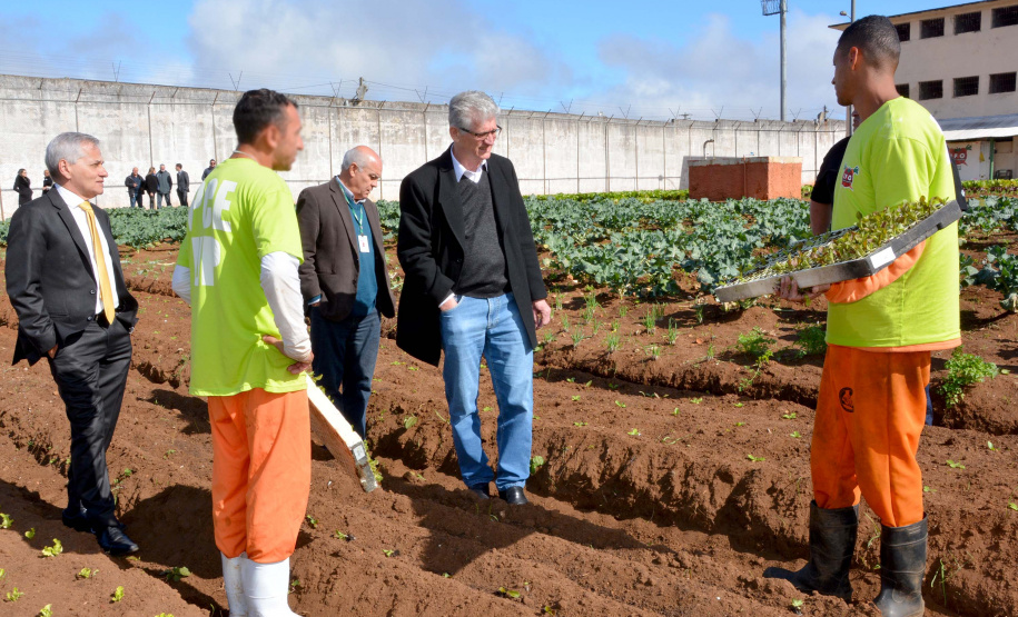 Presos da Penitenciária Central do Estado - Unidade de Progressão (PCE-UP), localizada em Piraquara, na Região Metropolitana de Curitiba, trabalham no plantio de hortaliças e verduras orgânicas produzidas no terreno da unidade penal. Nesta quinta-feira (18), o secretário de Estado da Agricultura e Abastecimento, Norberto Anacleto Ortigara, conheceu a iniciativa, que pode ser ampliada para outras regiões do Estado. Foto: Divulgação/SEAB