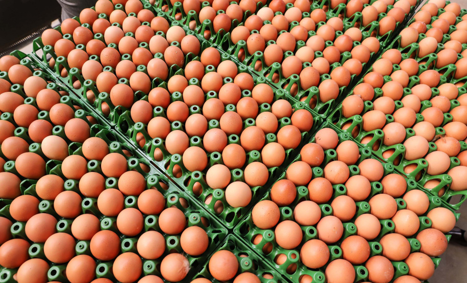 O governador Carlos Massa Ratinho Junior participou nesta terça-feira (23), em Cascavel, do evento de certificação SISBI (Sistema Brasileiro de Inspeção de Produtos de Origem Animal) para a Granja Refem, que desenvolve um projeto pioneiro no Estado de produção de ovos a partir da criação de galinhas sem gaiola.Foto: Rodrigo Felix Leal/ANPr