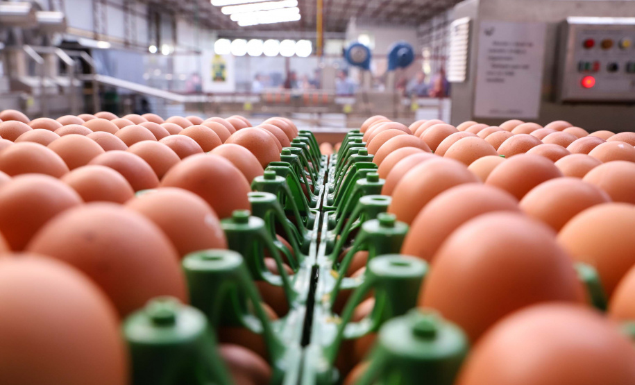 O governador Carlos Massa Ratinho Junior participou nesta terça-feira (23), em Cascavel, do evento de certificação SISBI (Sistema Brasileiro de Inspeção de Produtos de Origem Animal) para a Granja Refem, que desenvolve um projeto pioneiro no Estado de produção de ovos a partir da criação de galinhas sem gaiola. Foto: Rodrigo Felix Leal/ANPr