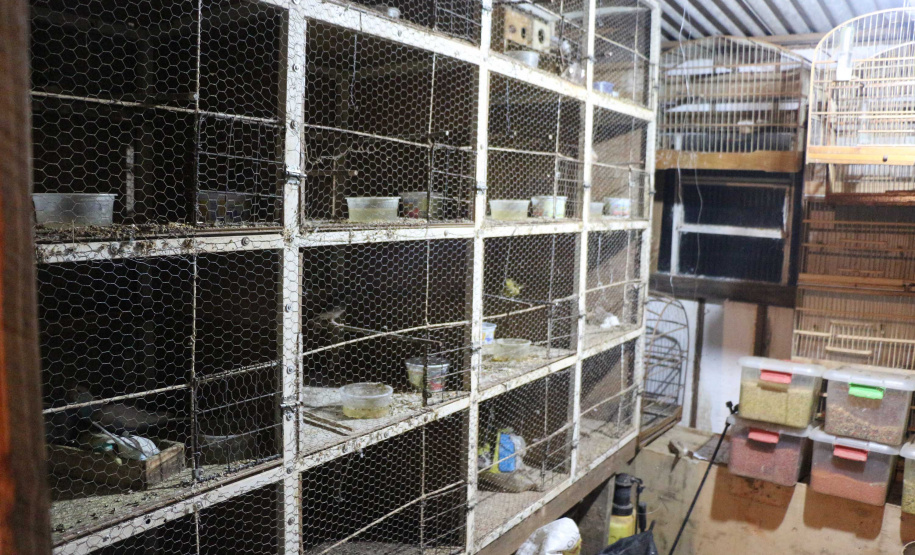 Uma operação da Polícia Militar iniciada nesta terça-feira (24) com o objetivo de combater o tráfico e o comércio de aves silvestres cumpriu mandados de prisão em Curitiba, Almirante Tamandaré, Campo Largo, Fazenda Rio Grande, Piraquara, Colombo e Cerro Azul. Foto: Soldado Ismael Ponchio