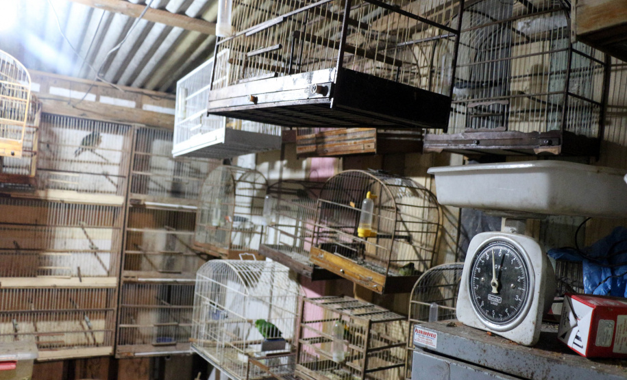 Uma operação da Polícia Militar iniciada nesta terça-feira (24) com o objetivo de combater o tráfico e o comércio de aves silvestres cumpriu mandados de prisão em Curitiba, Almirante Tamandaré, Campo Largo, Fazenda Rio Grande, Piraquara, Colombo e Cerro Azul. Foto: Soldado Ismael Ponchio