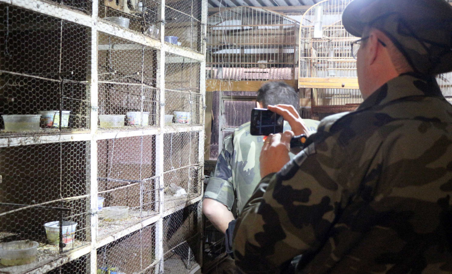 Uma operação da Polícia Militar iniciada nesta terça-feira (24) com o objetivo de combater o tráfico e o comércio de aves silvestres cumpriu mandados de prisão em Curitiba, Almirante Tamandaré, Campo Largo, Fazenda Rio Grande, Piraquara, Colombo e Cerro Azul. Foto: Soldado Ismael Ponchio