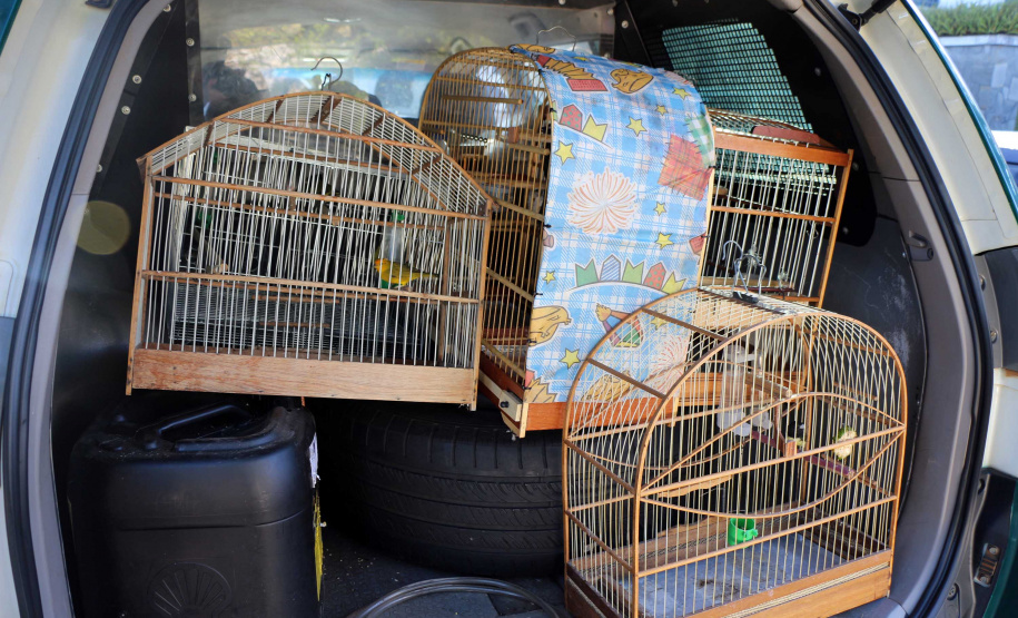 Uma operação da Polícia Militar iniciada nesta terça-feira (24) com o objetivo de combater o tráfico e o comércio de aves silvestres cumpriu mandados de prisão em Curitiba, Almirante Tamandaré, Campo Largo, Fazenda Rio Grande, Piraquara, Colombo e Cerro Azul. Foto: Soldado Ismael Ponchio