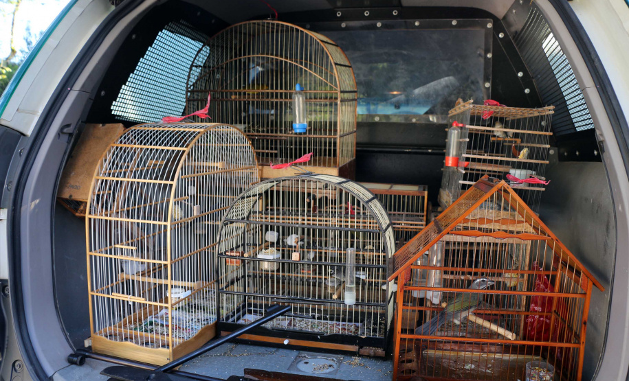 Uma operação da Polícia Militar iniciada nesta terça-feira (24) com o objetivo de combater o tráfico e o comércio de aves silvestres cumpriu mandados de prisão em Curitiba, Almirante Tamandaré, Campo Largo, Fazenda Rio Grande, Piraquara, Colombo e Cerro Azul. Foto: Soldado Ismael Ponchio