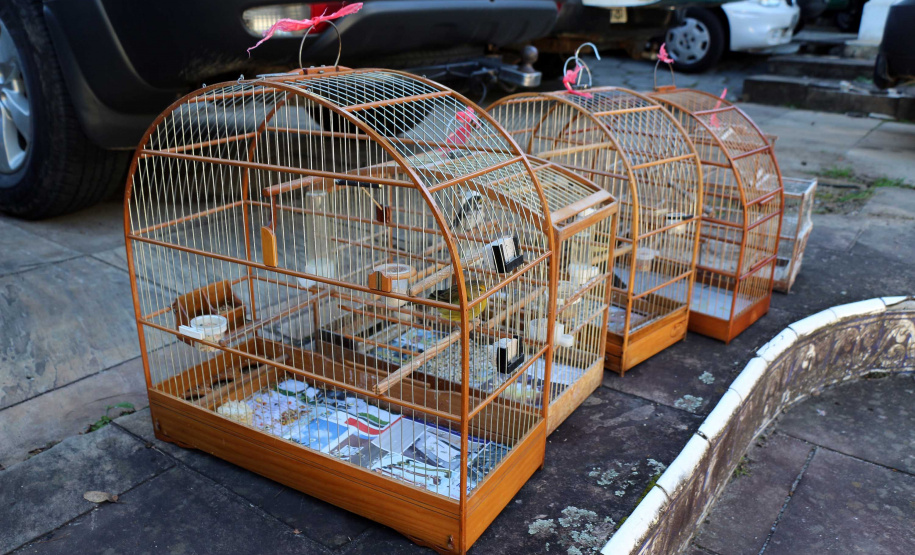 Uma operação da Polícia Militar iniciada nesta terça-feira (24) com o objetivo de combater o tráfico e o comércio de aves silvestres cumpriu mandados de prisão em Curitiba, Almirante Tamandaré, Campo Largo, Fazenda Rio Grande, Piraquara, Colombo e Cerro Azul. Foto: Soldado Ismael Ponchio