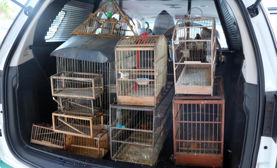 Uma operação da Polícia Militar iniciada nesta terça-feira (24) com o objetivo de combater o tráfico e o comércio de aves silvestres cumpriu mandados de prisão em Curitiba, Almirante Tamandaré, Campo Largo, Fazenda Rio Grande, Piraquara, Colombo e Cerro Azul. Foto: Soldado Ismael Ponchio