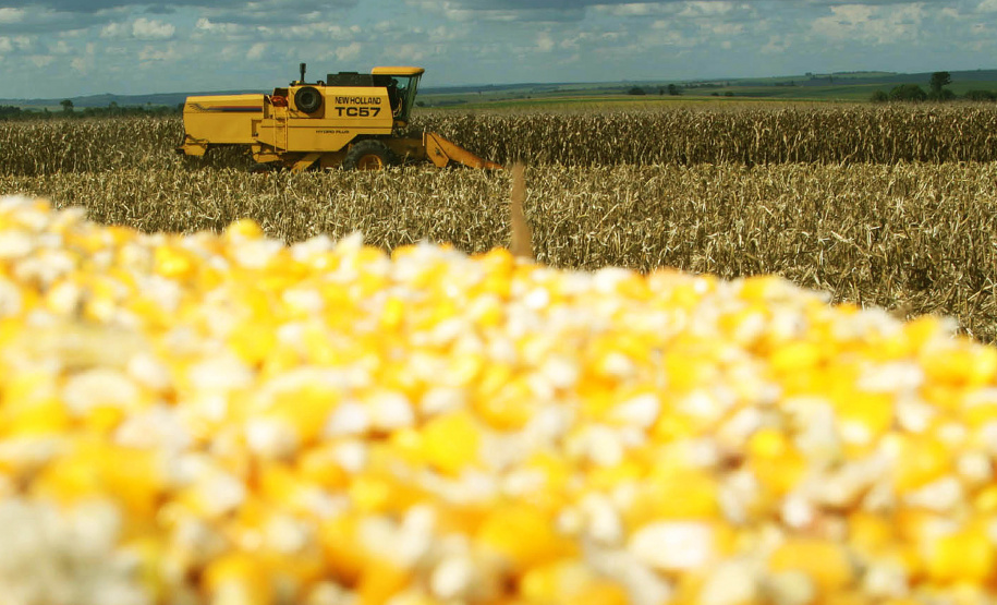 Colheita de milho. Foto Jonas Oliveira/Arquivo-ANPr