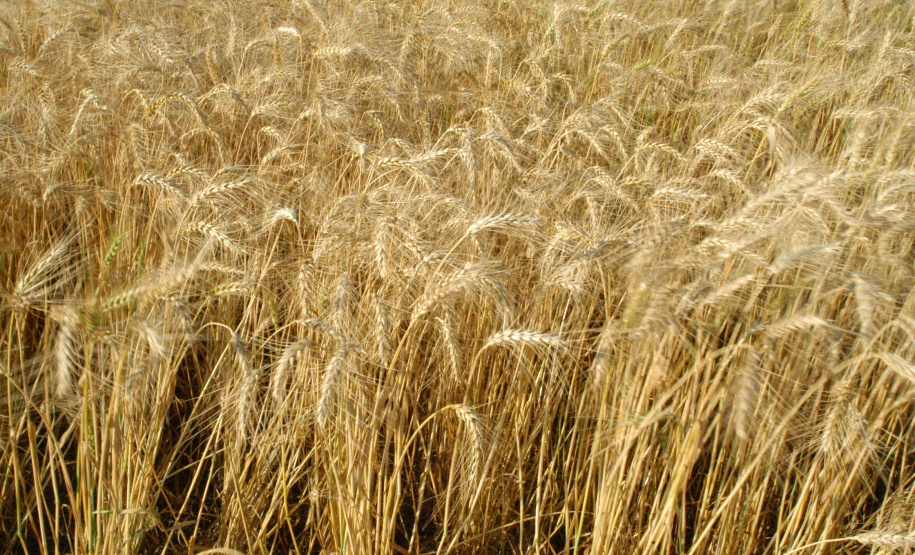 Iapar e parceiros realizam Dia de Campo de Inverno   . Foto: Iapar