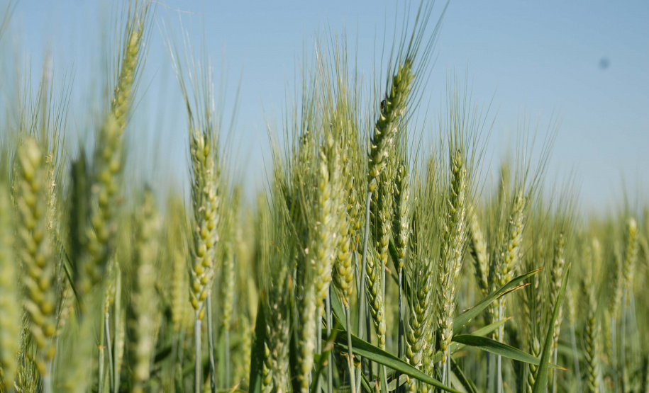 Iapar e parceiros realizam Dia de Campo de Inverno   . Foto: Iapar