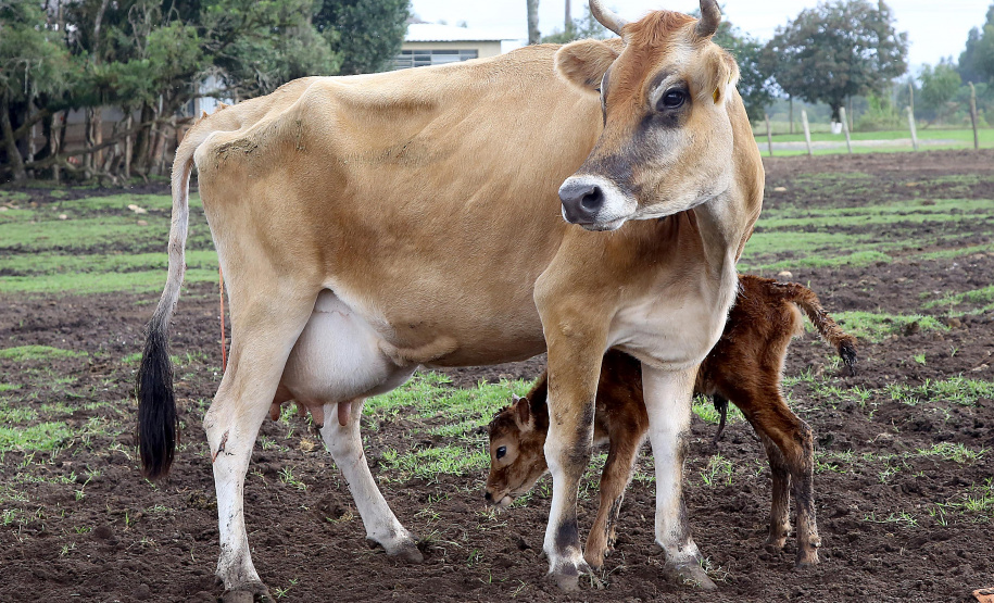 São José dos Pinhais sedia operação simulada de aftosa. Foto: Jaelson Lucas/ANPr