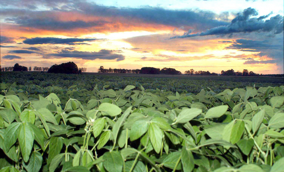 Paraná reduz em até 50% uso de agroquímicos na soja. Foto: José Gomercindo/ANPr