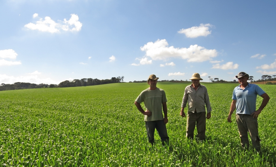 Mateus e Miguel Kaczur e Francisco Czaya em área de trigo que recebeu lodo.Foto: Divulgação/Sanepar