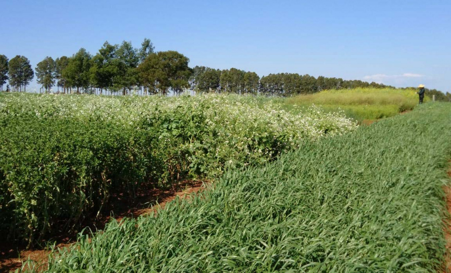 O Instituto Agronômico do Paraná (Iapar) promove nesta quarta-feira (7) dois eventos. Na Estação Experimental de Santa Tereza do Oeste, a 25 km de Cascavel, será o Dia de Campo de Culturas para Obtenção de Óleo. No Polo Regional de Pesquisa de Pato Branco, Sudoeste do Estado, acontece a Jornada Tecnológica de Leite a Pasto. Foto: Iapar